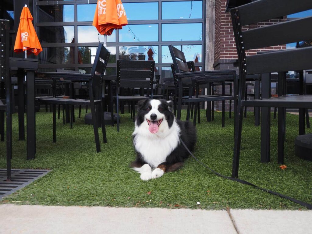dog on the patio at 35 north