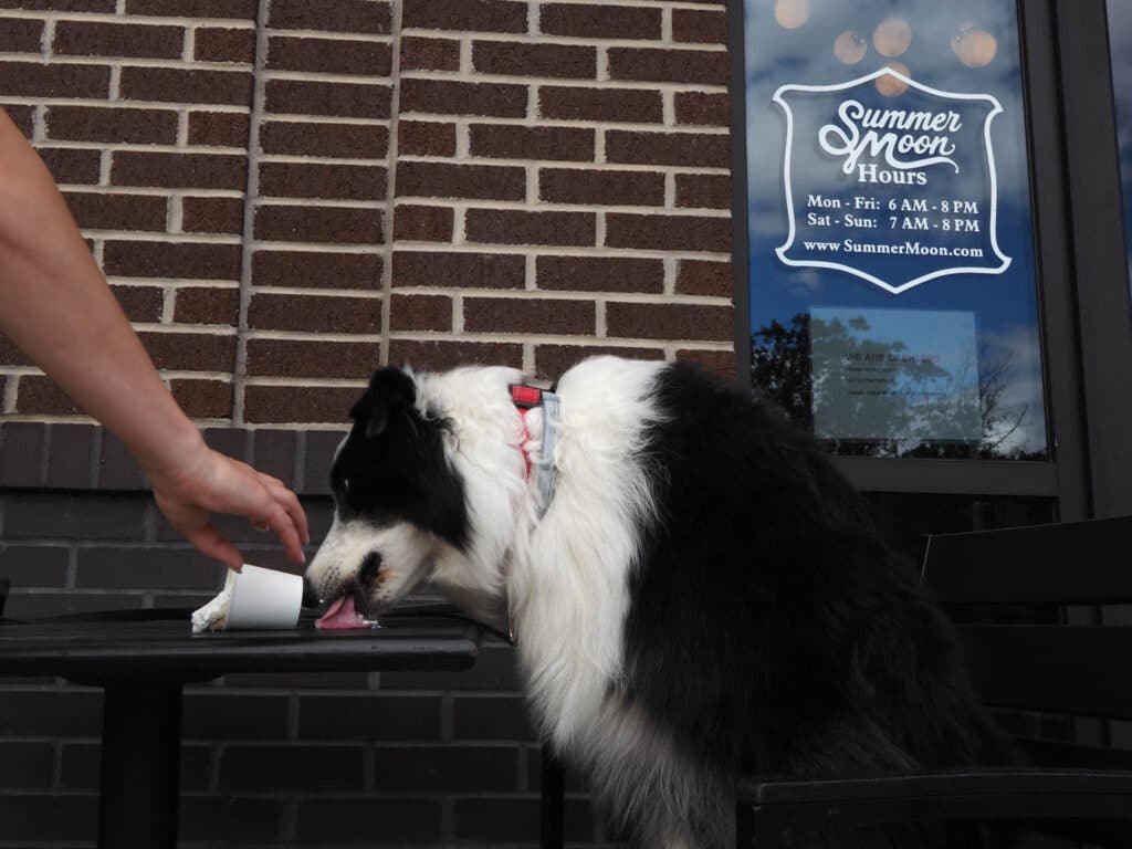 A dog eating a treat at Summer Moon Coffee in Farragut, Tennessee.
