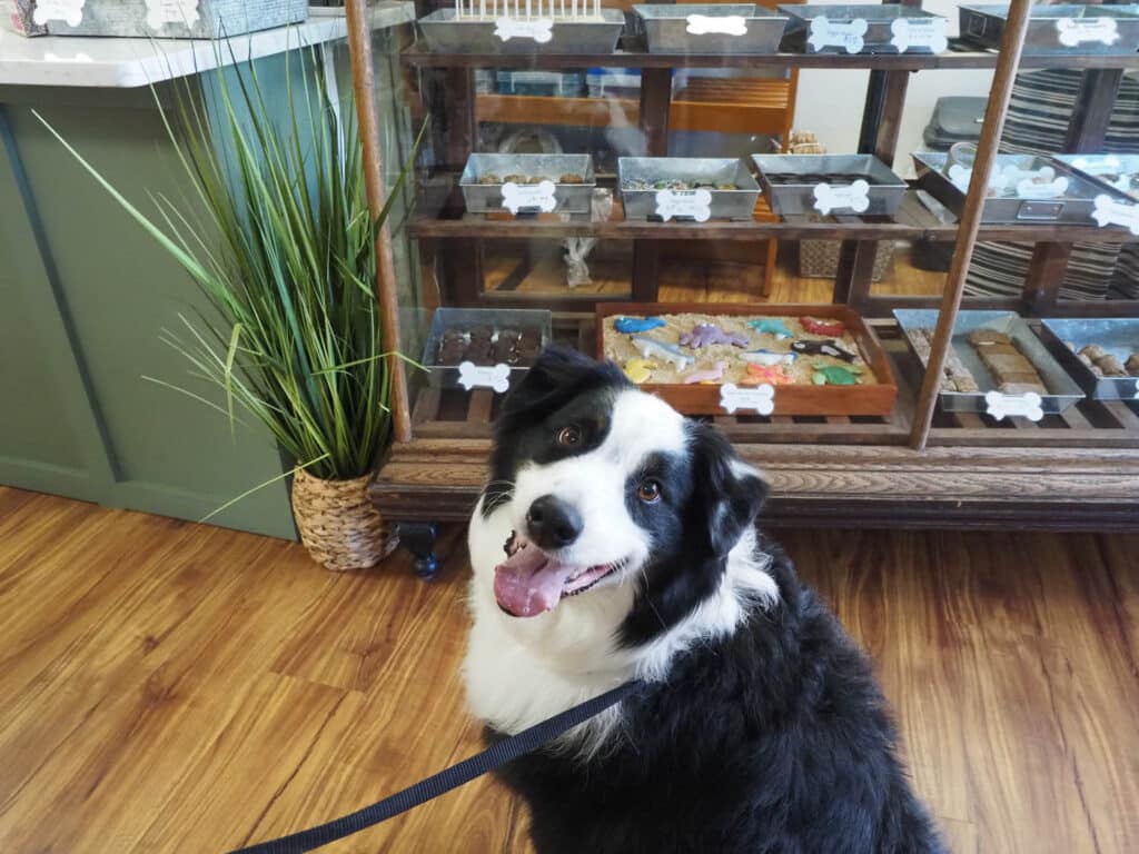 A dog posing happily in front of a case full of treats at River Dog Bakery in Farragut.
