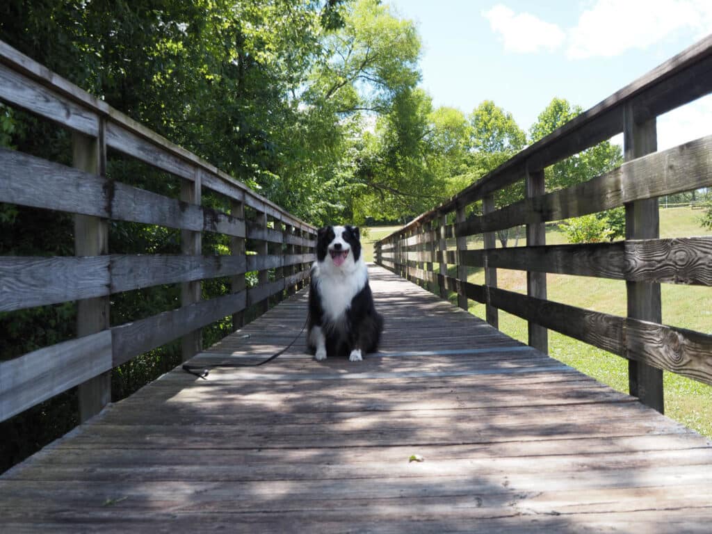 A dog posing happily on a walking bridge at Mayor Bob Leonard Park in Farragut.