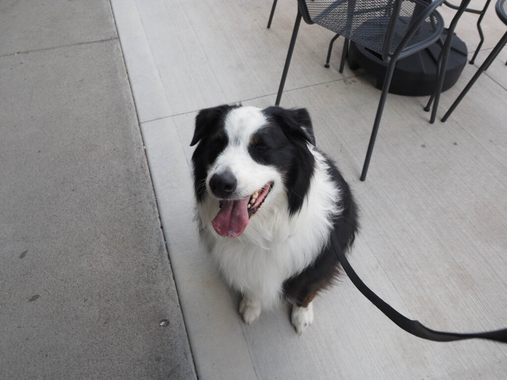 A happy sleepy dog with its eyes closed outside of Sparrow Wine Bar.